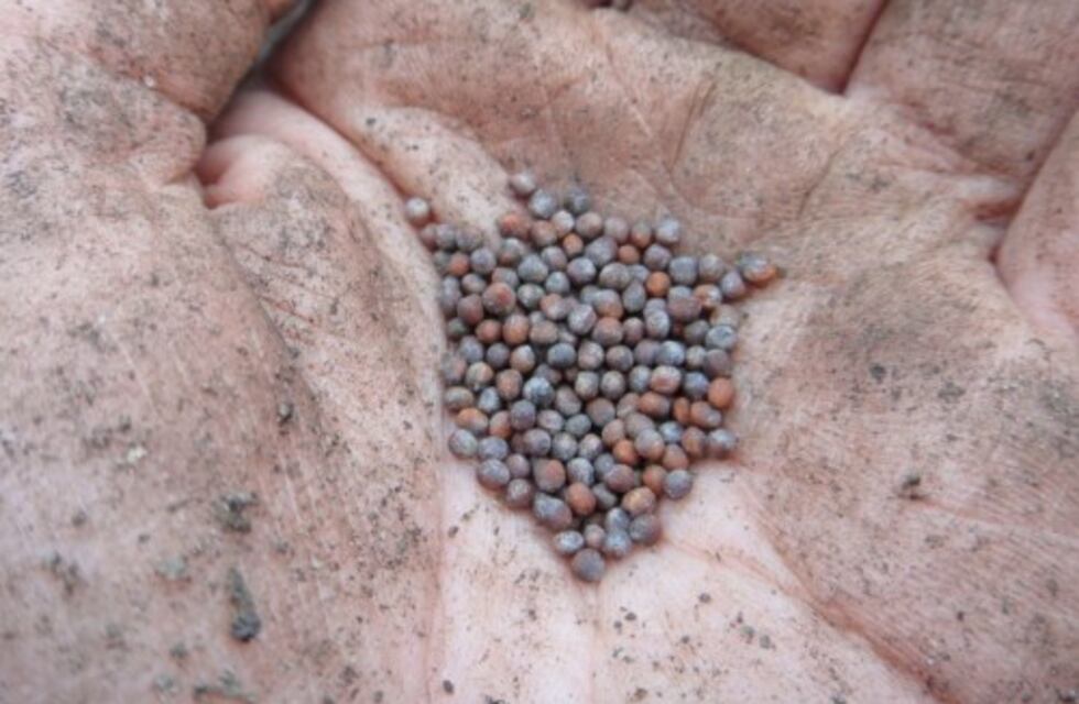 Taller de Producción de Semillas Agroecológicas en Salsipuedes