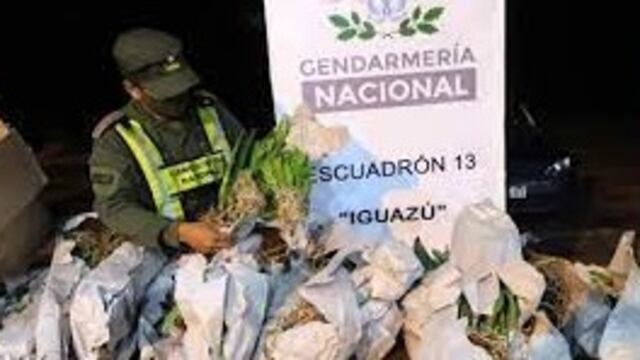 Puerto Iguazú: Gendarmería Nacional recuperó 86 orquídeas exóticas sin aval correspondiente