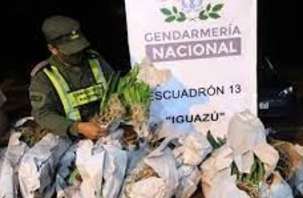 Puerto Iguazú: Gendarmería Nacional recuperó 86 orquídeas exóticas sin aval correspondiente