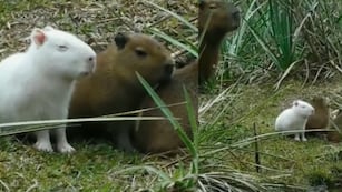 Descubrieron un carpincho albino en Uruguay: hay descontento entre la comunidad científica. (Gentileza)