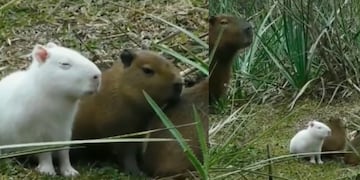 Descubrieron un carpincho albino en Uruguay: hay descontento entre la comunidad científica. (Gentileza)