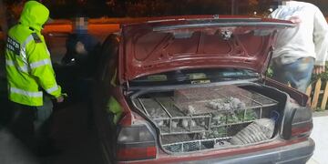 Viajaban con más de 200 loros enjaulados en el auto