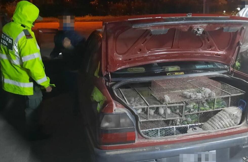 Córdoba: Gendarmería los encontró con más de 200 loros en el baúl del auto