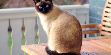 una aplicación te ayuda a hablar con tu gato