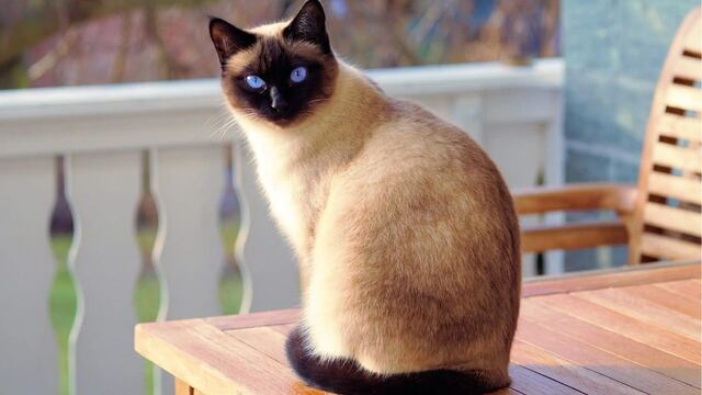 una aplicación te ayuda a hablar con tu gato