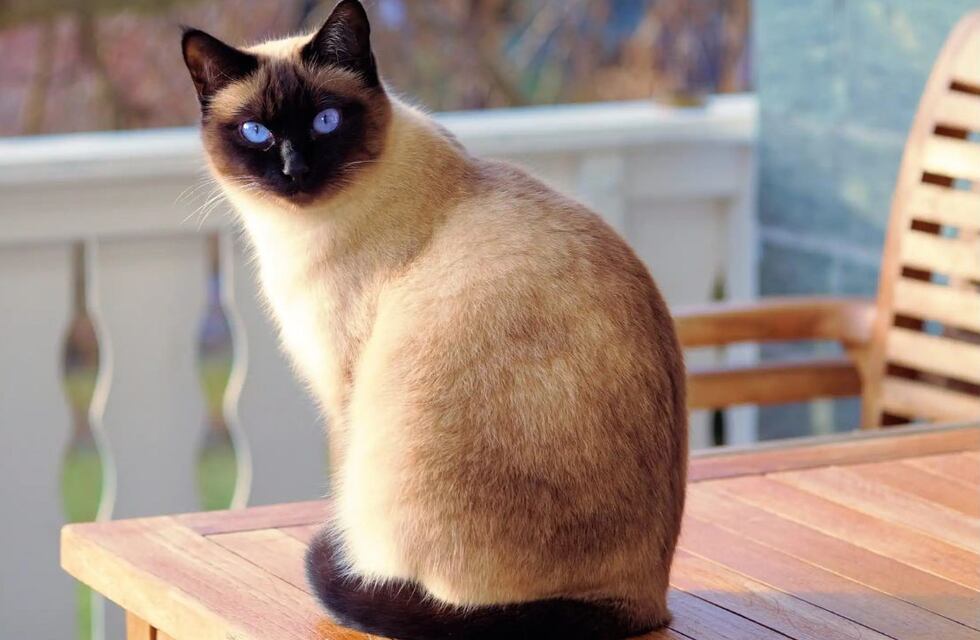 Esta es la aplicación que te ayuda a hablar con tu gato