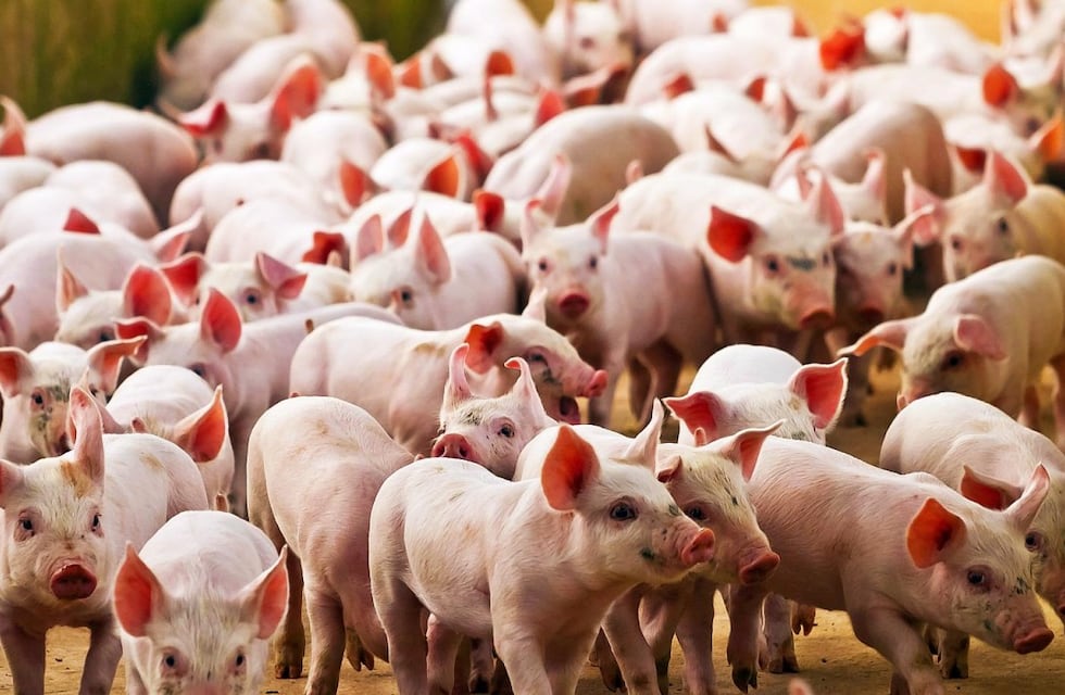 Lanzan en Tandil un proyecto para fomentar la actividad porcina en la ciudad