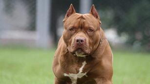 Los perros ya habían sido denunciados
