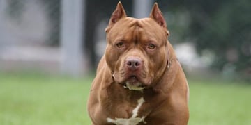 Un Pitbull atacó a un niño de cinco años en Ingeniero Juárez