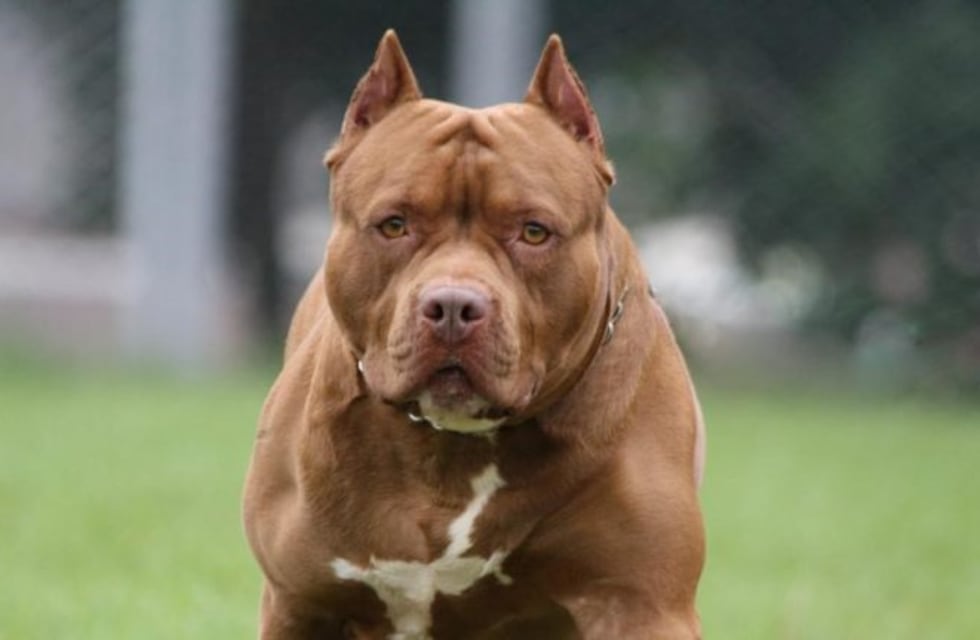 Un Pitbull mató a otro perro y sus dueños fueron heridos en el intento de salvarlo