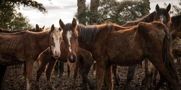 Caballos en Caballería de Salta\u002E (La Nación)