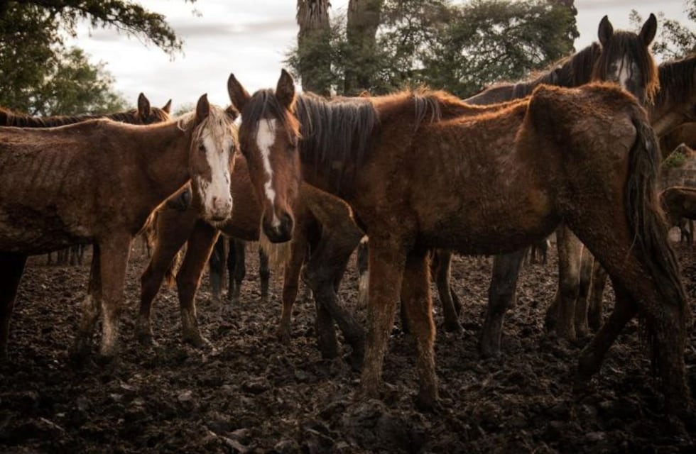 95 caballos utilizados para carrear en Salta fueron salvados