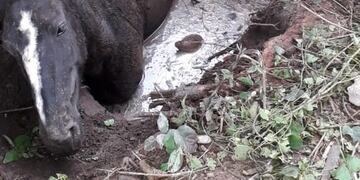 Caballo rescatado en Metán\u002E (Policía de Salta)