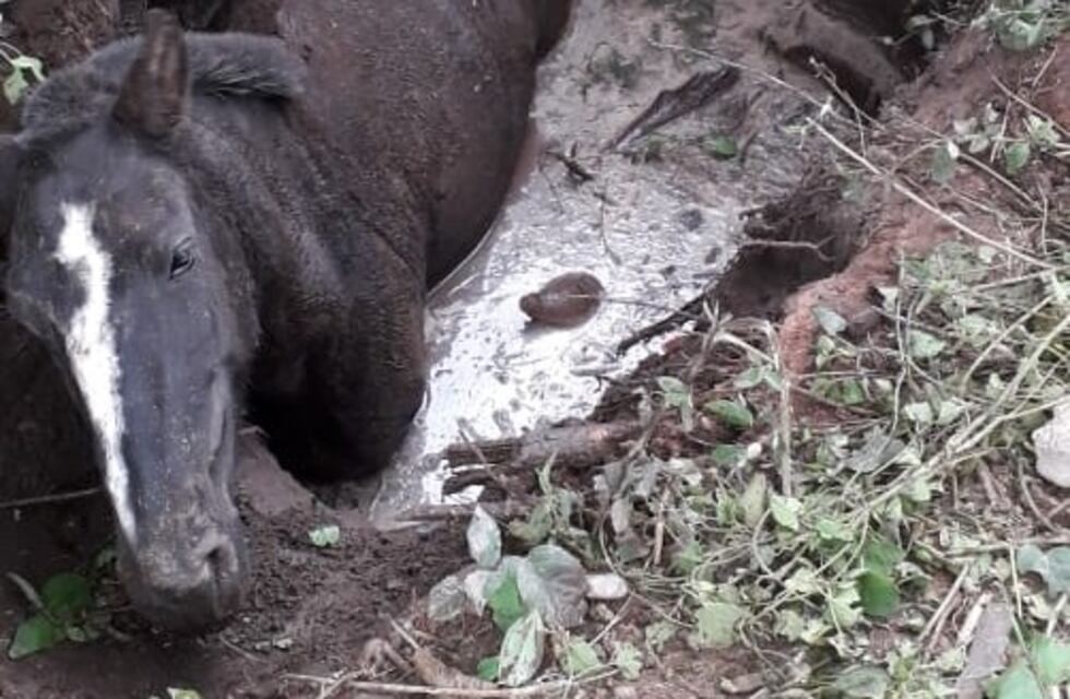 Metán: rescataron un caballo en peligro