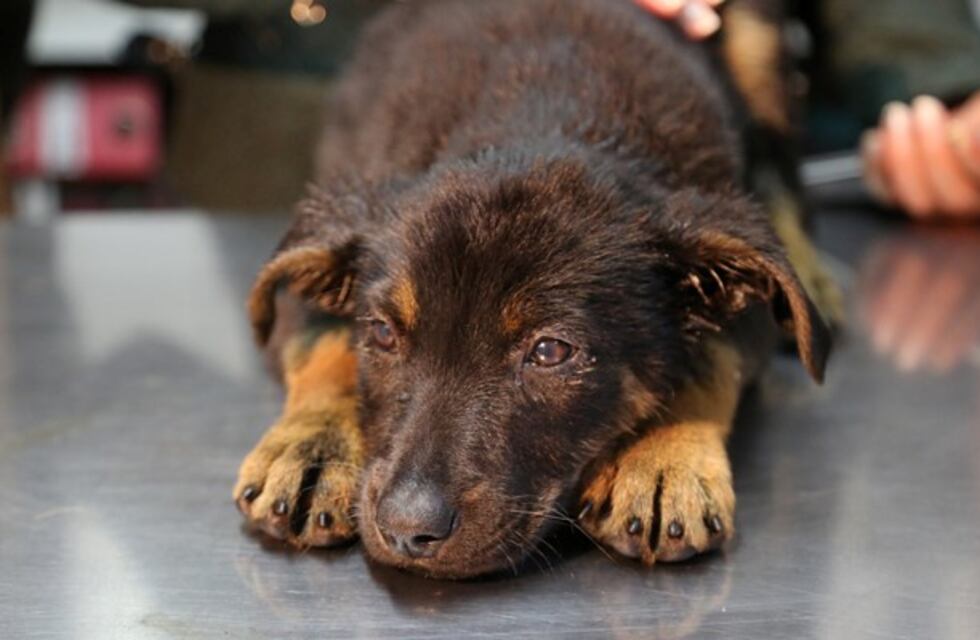 Un municipio misionero aplicará multas y sanciones a quienes maltraten a sus animales