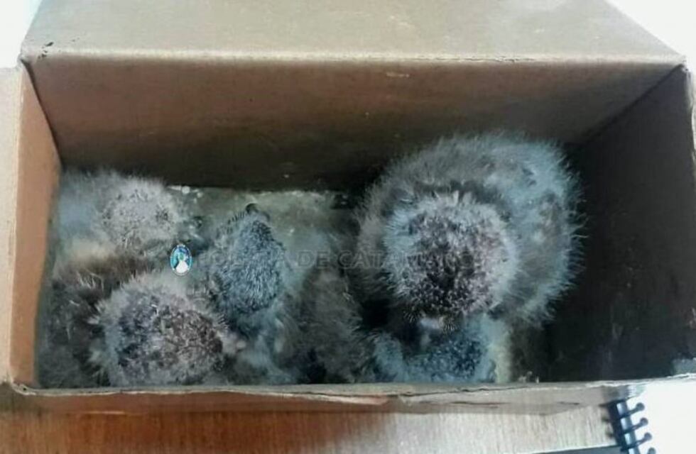 Secuestran pichones de halcón en un puesto caminero de Capayán