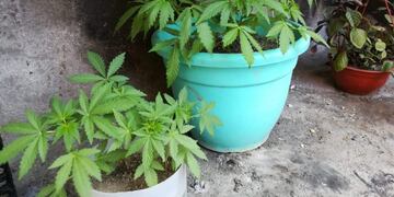 plantas de marihuana halladas en Maipú Mendoza