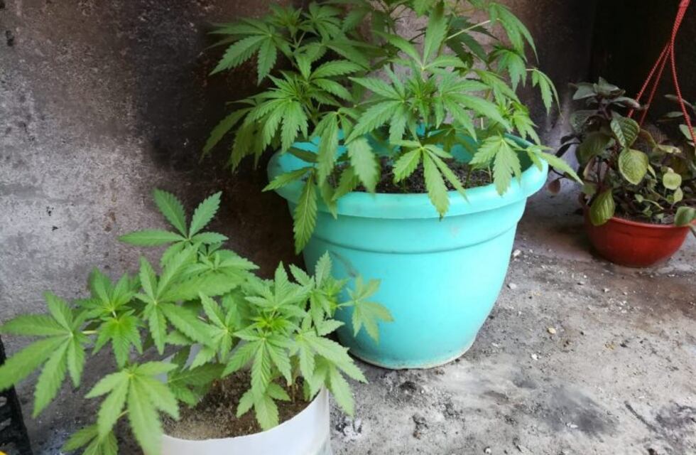 Hallaron un invernadero con más de 100 plantas de marihuana en Maipú