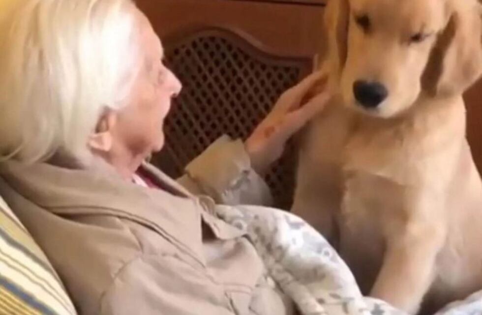 Furor en redes: el cachorro que cuida de una abuela de 100 años