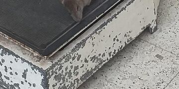 Encontraron una rata gigante muerta en el Hospital de Niños de La Plata