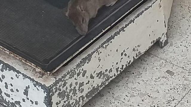 Encontraron una rata gigante muerta en el Hospital de Niños de La Plata
