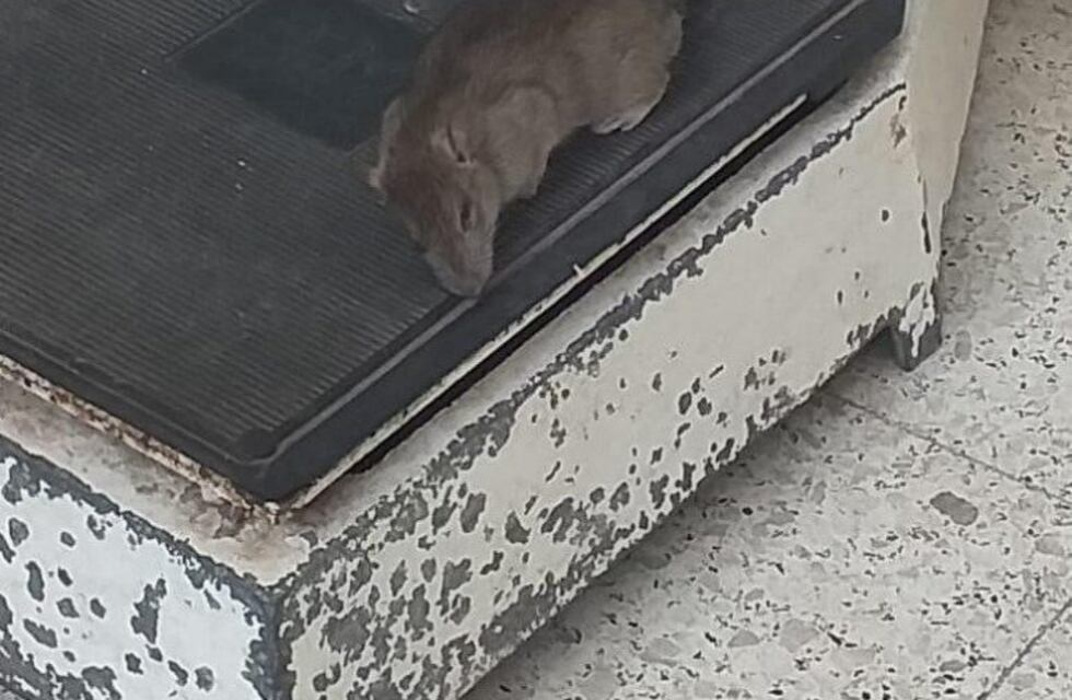 Encontraron una rata gigante muerta en el Hospital de Niños de La Plata