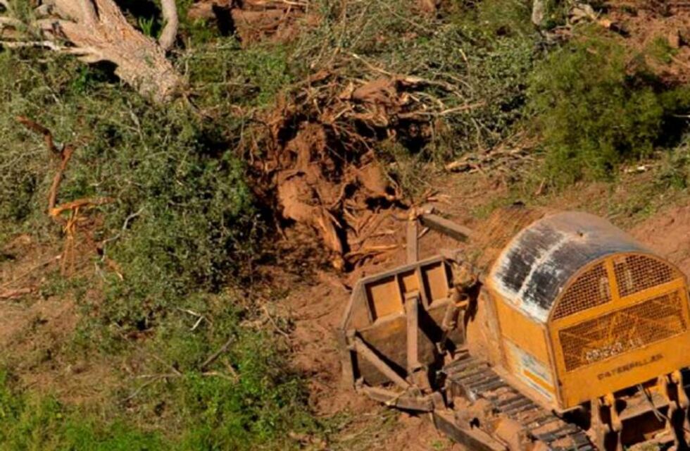 Durante la cuarentena, se deforestaron 21.275 hectáreas de bosques nativos en cuatro provincias