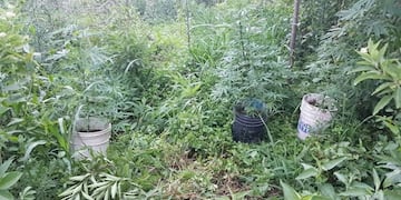 Plantas de marihuana en El Tio