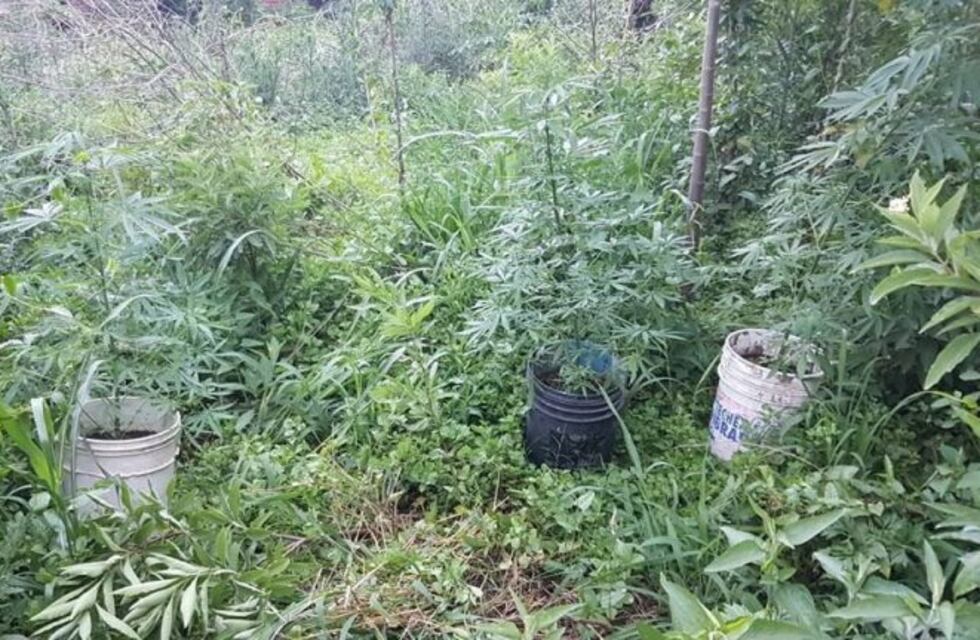 Desmantelaron un narco vivero en Santo Tomé