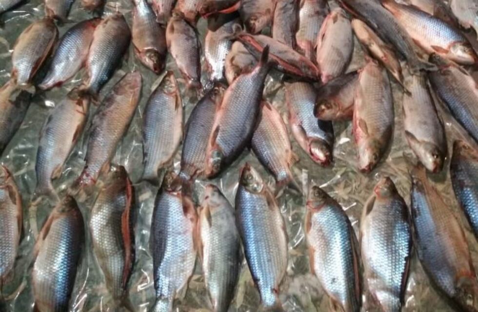 Decomisaron pescados en Lorero