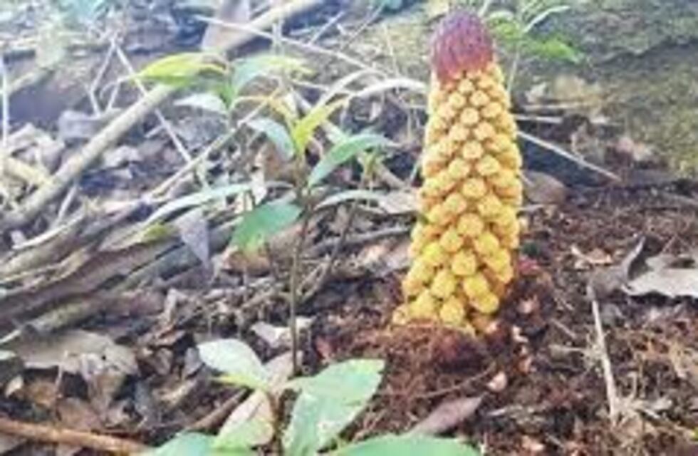 Detuvieron a ladrones de "flor de piedra", joya de la flora autóctona rumbo al mercado ilegal