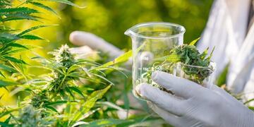 Cannabis Medicinal\u002E Imagen ilustrativa\u002E