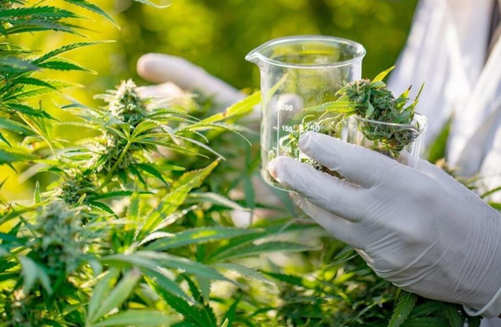 Marcharon por una ley sobre "cannabis medicinal" frente a la Legislatura porteña