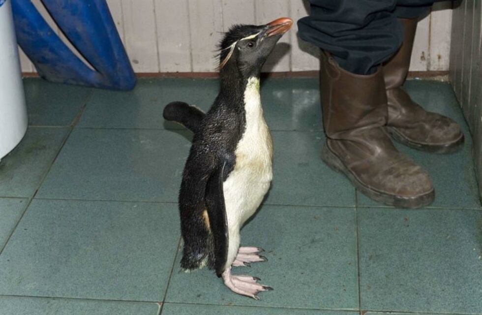 Rescataron a un pingüino en Dock Sud