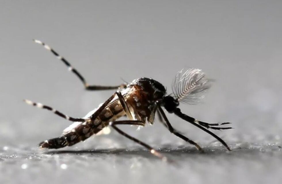 En Arroyito comienzan las visitas domiciliarias para prevenir el Dengue