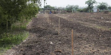 Segunda etapa de plantación de Cortinas Forestales en Arroyito