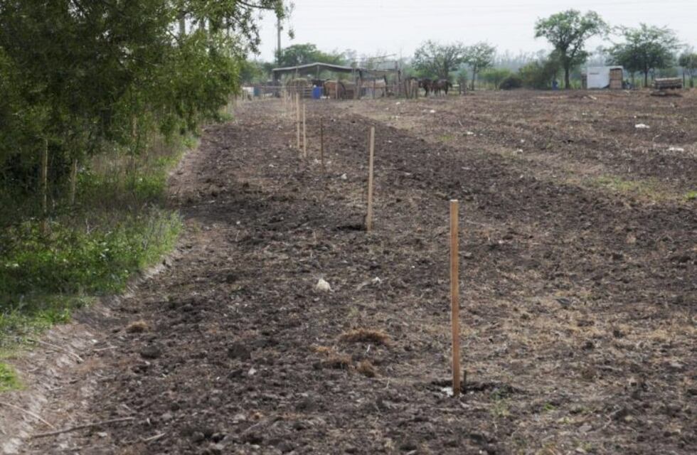 El Municipio de Arroyito se lleva a cabo la segunda etapa de plantación de Cortinas Forestales