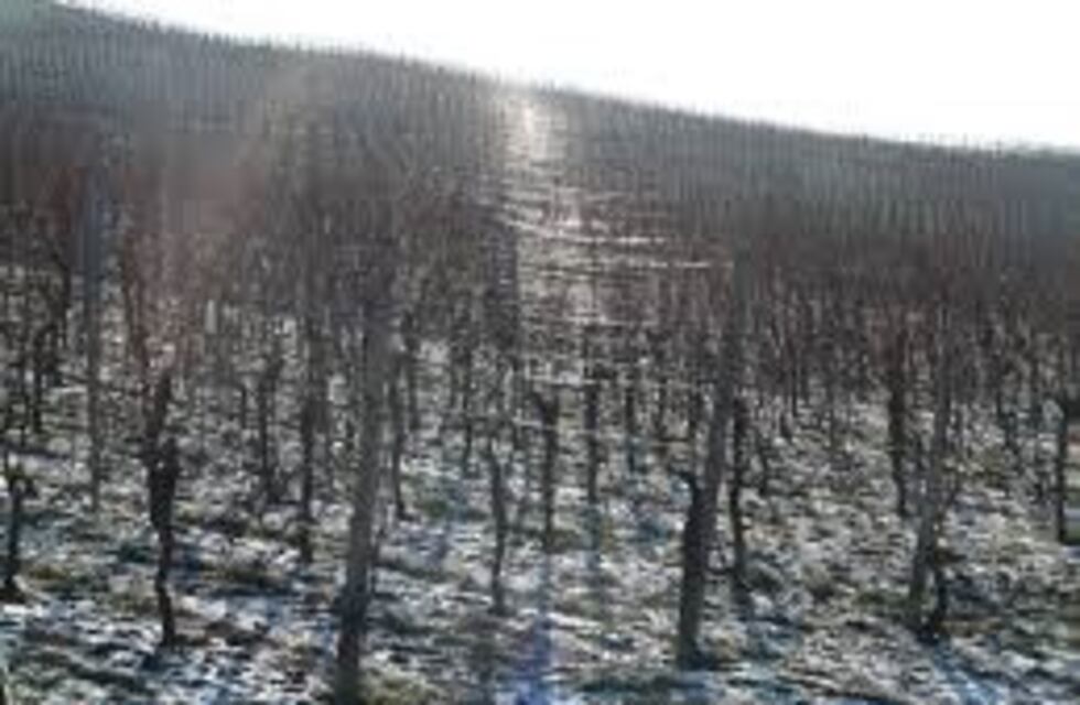 Las heladas en Mendoza afectan más a duraznos, ciruelas d'Agen y almendros