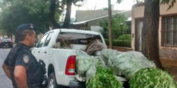 Selva de marihuana en Guaymallu00e9n