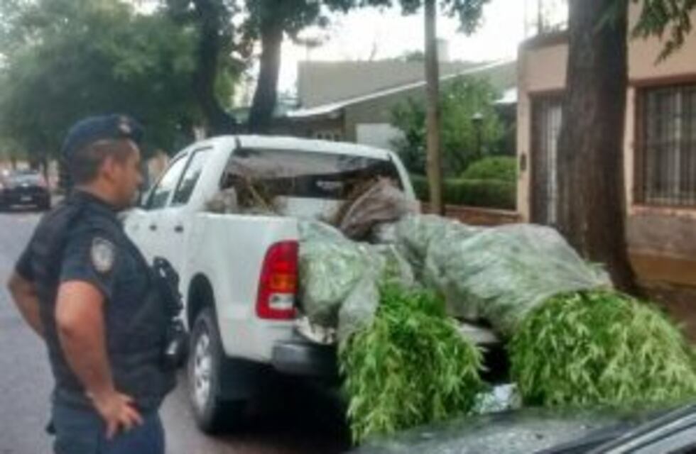 Decomisaron una "selva" de marihuana