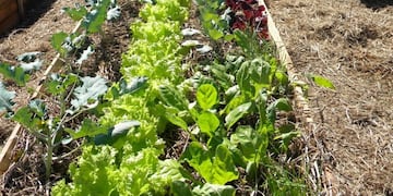 Huerta sustentable