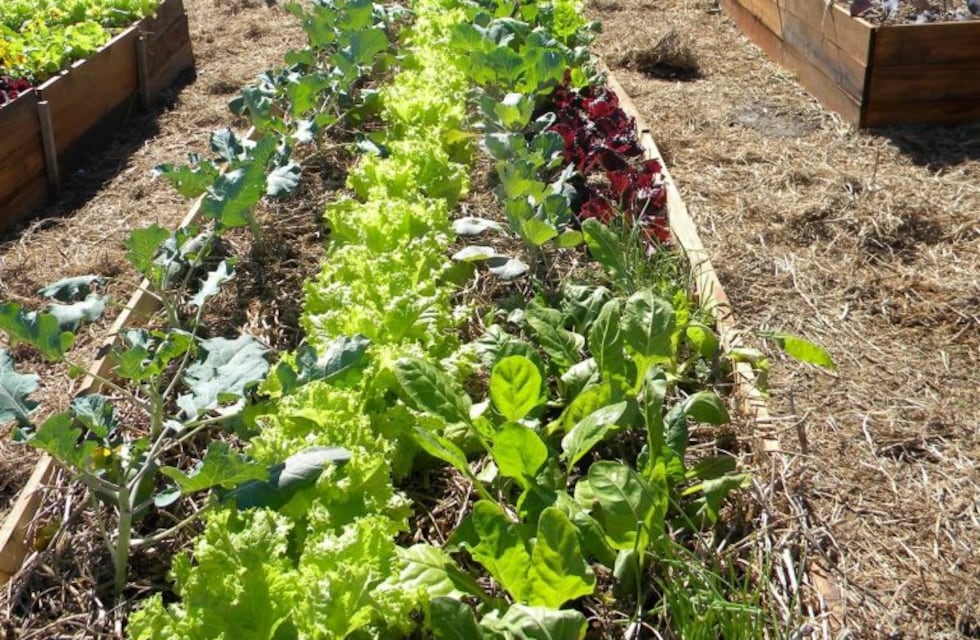 Convocan a una red de huertas domiciliarias