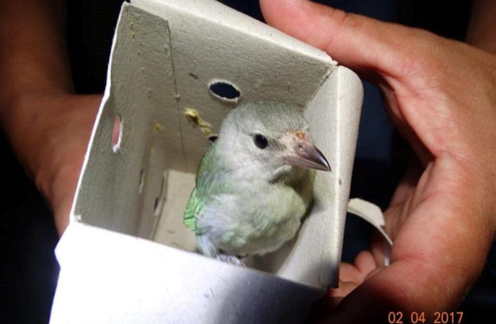 Detuvieron a un hombre que transportaba más de 300 aves en el baúl del auto