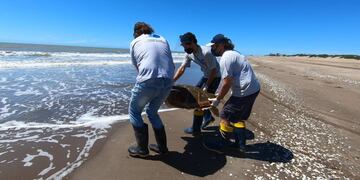 Regresan al mar una tortuga cabezona de 59 kilos que quedó atrapada en redes de pesca (Foto: Mundo Marino