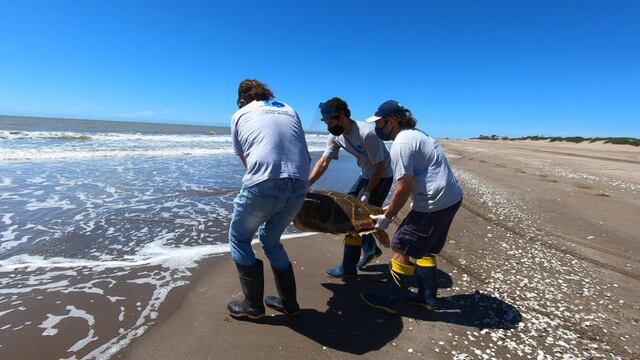 Regresan al mar una tortuga cabezona de 59 kilos que quedó atrapada en redes de pesca (Foto: Mundo Marino