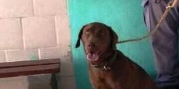 Extorsionaron una familia para devolverles el perro y terminaron detenidas