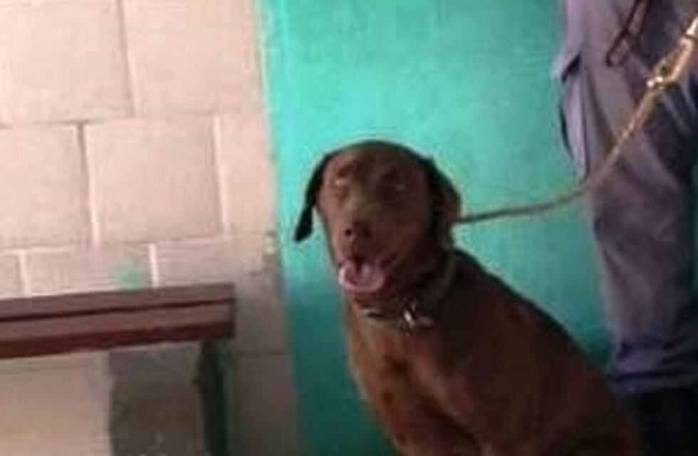 "Secuestro" y extorsión por una mascota termina con una mujer detenida