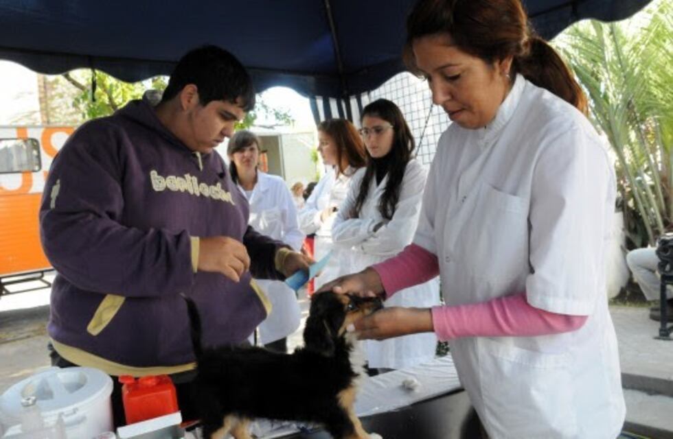 Vacunan y desparasitan a perros y gatos de forma gratuita y sin turno