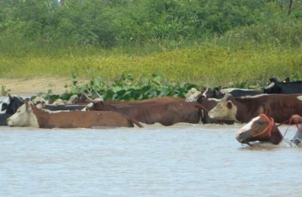 La crecida del río Paraná obligó a los productores a sacar sus vacas de las islas