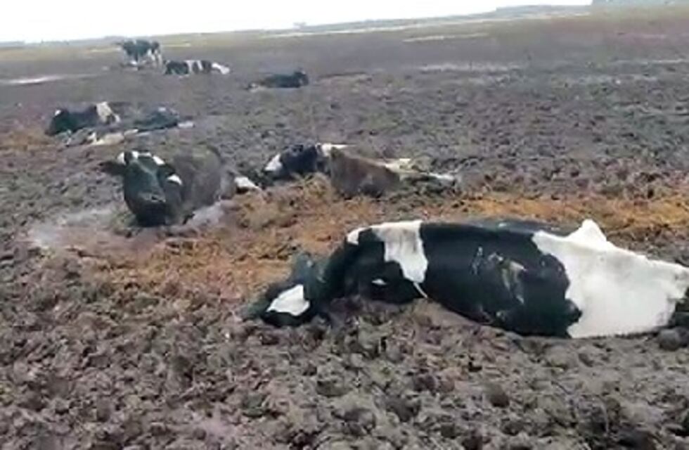 Mueren decenas de vacas en el barro cerca de Buchardo